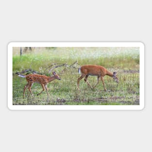 Morning Stroll - White Tailed Deer Fawn Sticker